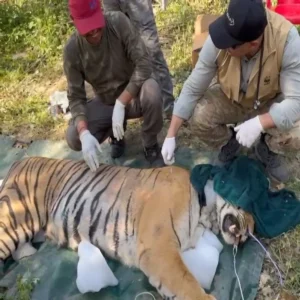 uttarakhand tigers heatwave treatment update