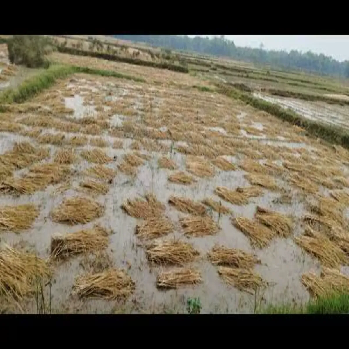 Cropdamage Cropdamage Uttrakhnd Men Barish Gehun