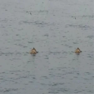 viral seaside birds playing video