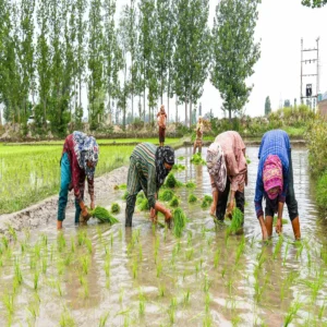 weather weak monsoon up farmers concern