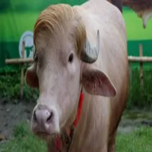 bangladesh albino buffalo viral news