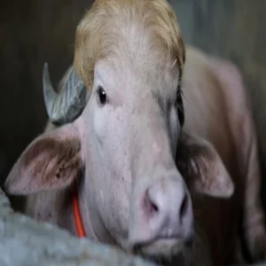 bangladesh trump buffalo zoo story