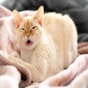 cat predicts patient death mystery