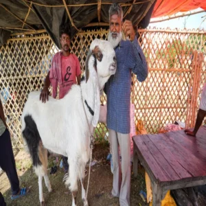 cow protection bakrid law following appeal