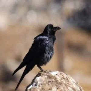 crows playing on snowy hills