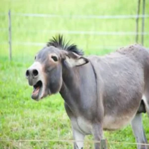 donkey export china approval