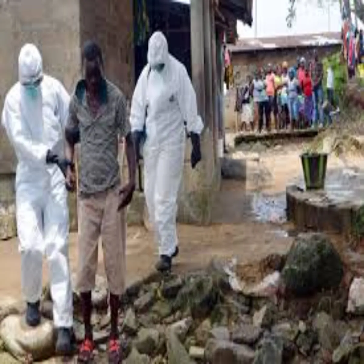Ebolavirus Ebolavirus Kngo Men Bdha Ibola
