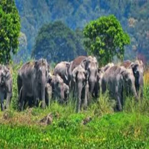 elephantattack jharkhand woman death forest case