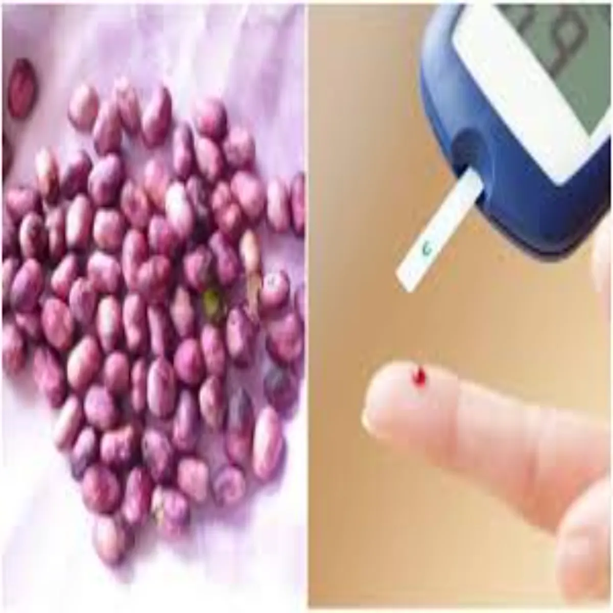 Jamunseeds Jamunseeds Janen Jamun Guthli Seht