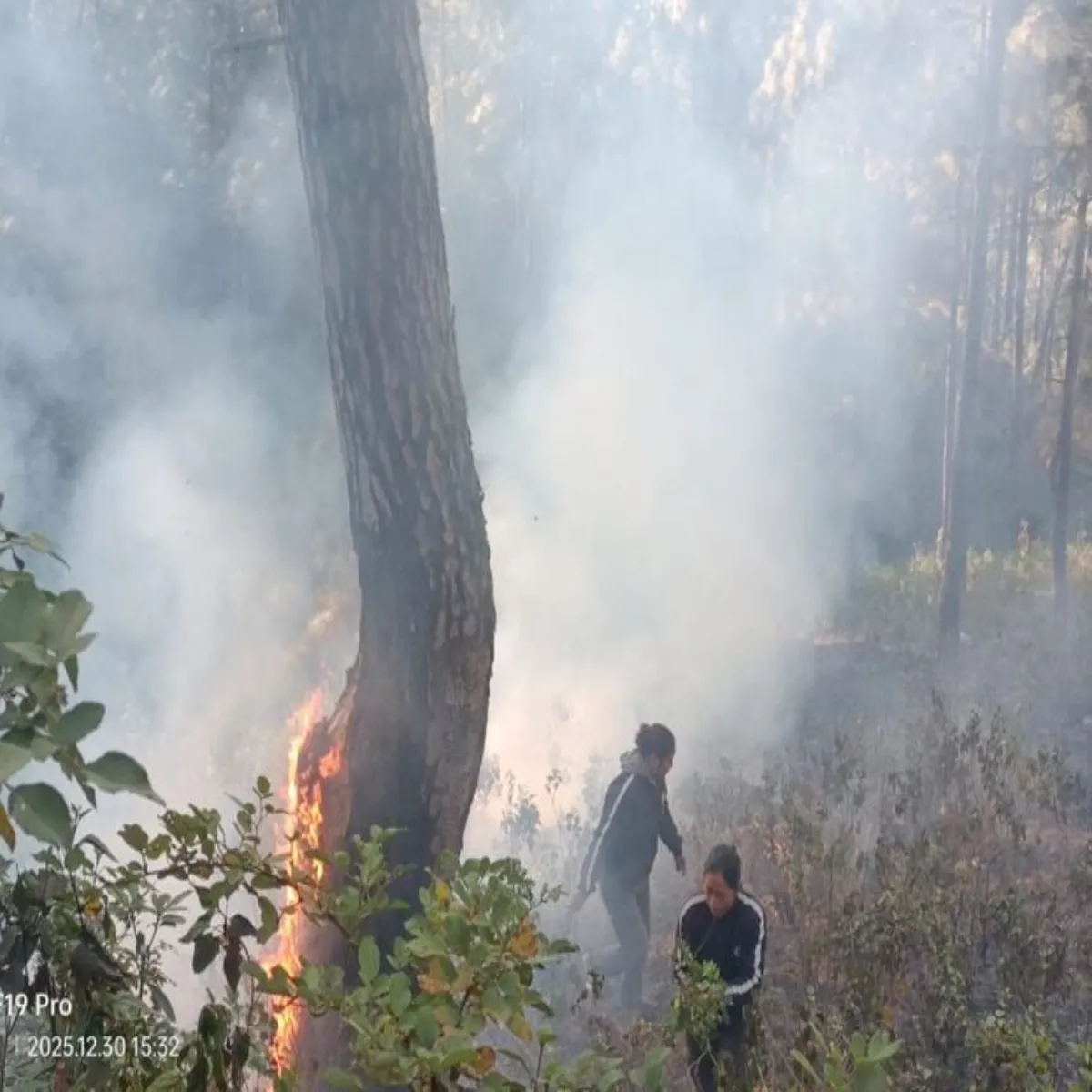 Forestfire Forestfire Msuri Chkrata Jnglon Men