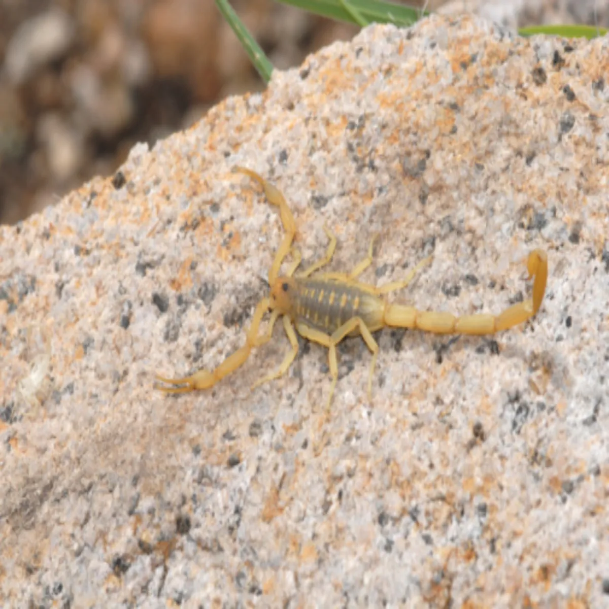 Scorpioncontrol Scorpioncontrol Grmiyon Men Ghron Bdha
