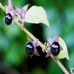 stellera toxic plant uttarakhand bugyal warning
