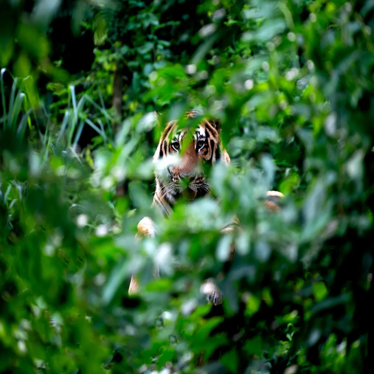 Wildlifestudy Wildlifestudy Bdhte Prytn Dbav Baghon