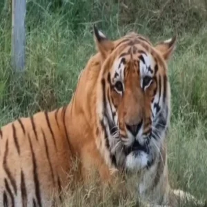 wildlife crime two tigers killed haridwar