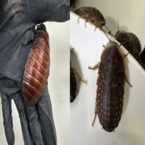 australia exotic cockroach seizure case