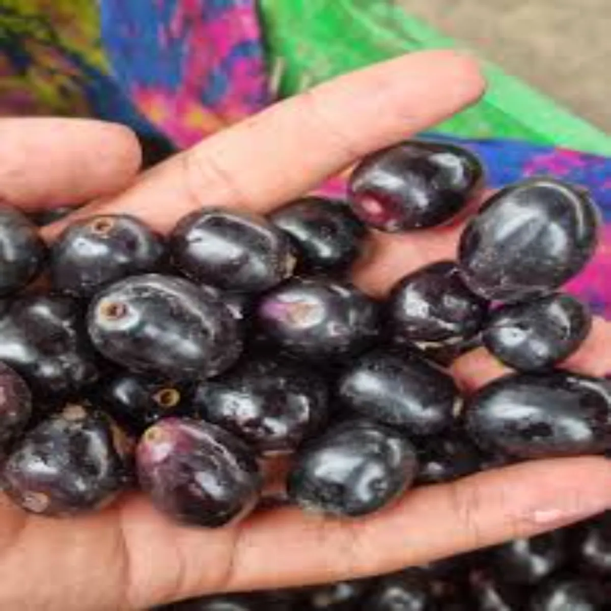 Jamunvarieties Jamunvarieties Desi Haibrid Jamun Men