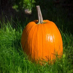 desi vs hybrid pumpkin identification