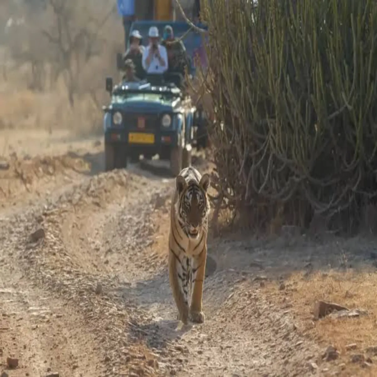 Safari Safari Dudhva Taigr Rijrv Men