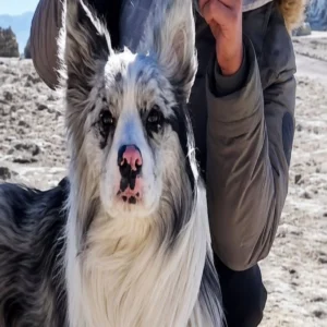 famous dog theft tragic death