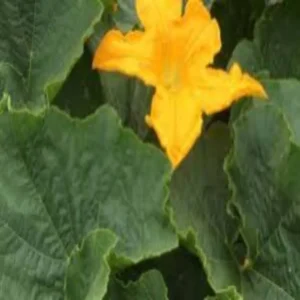 iron deficiency pumpkin leaves benefits