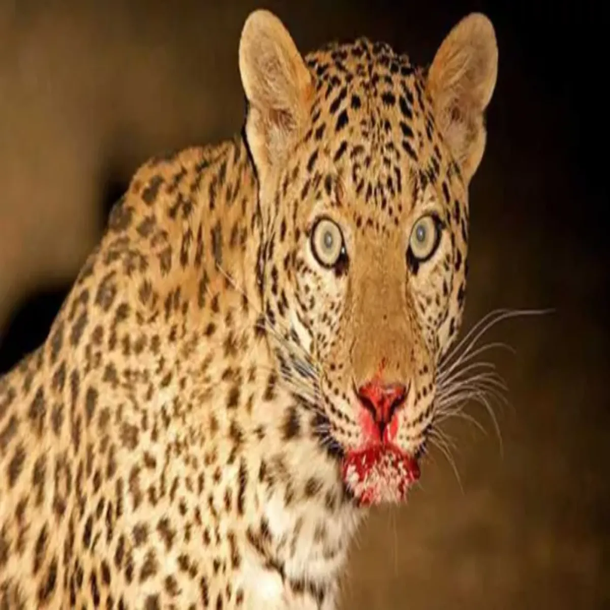 Leopard Attack Leopard Attack Khali Hote