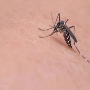 mosquito control home remedy tips