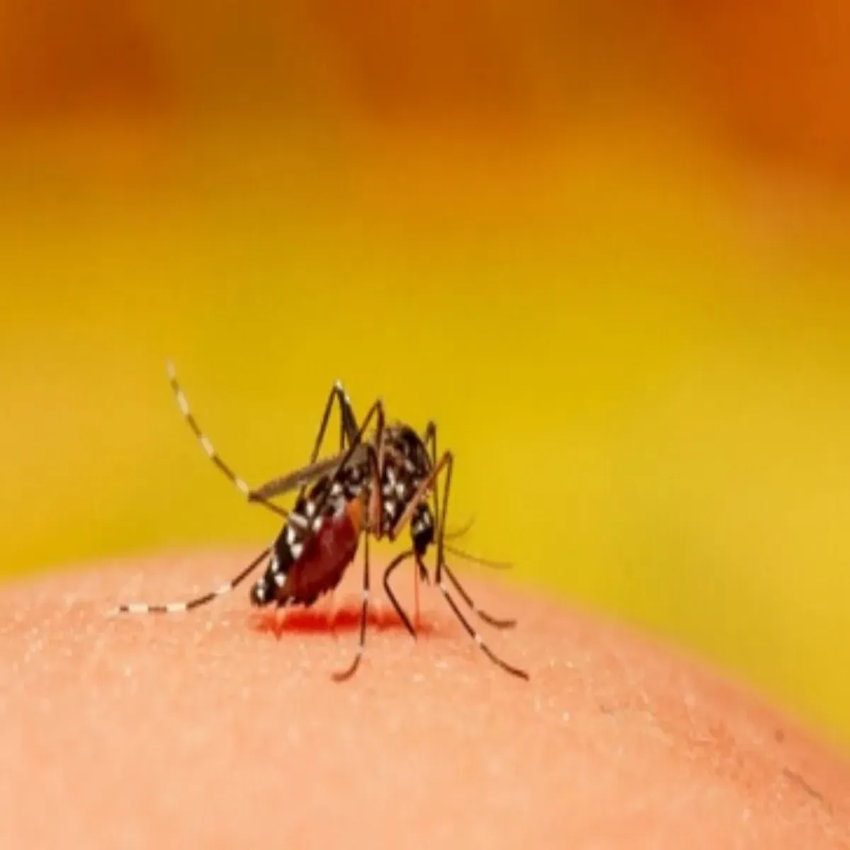 Mosquito Control Mosquito Control Amerika Men