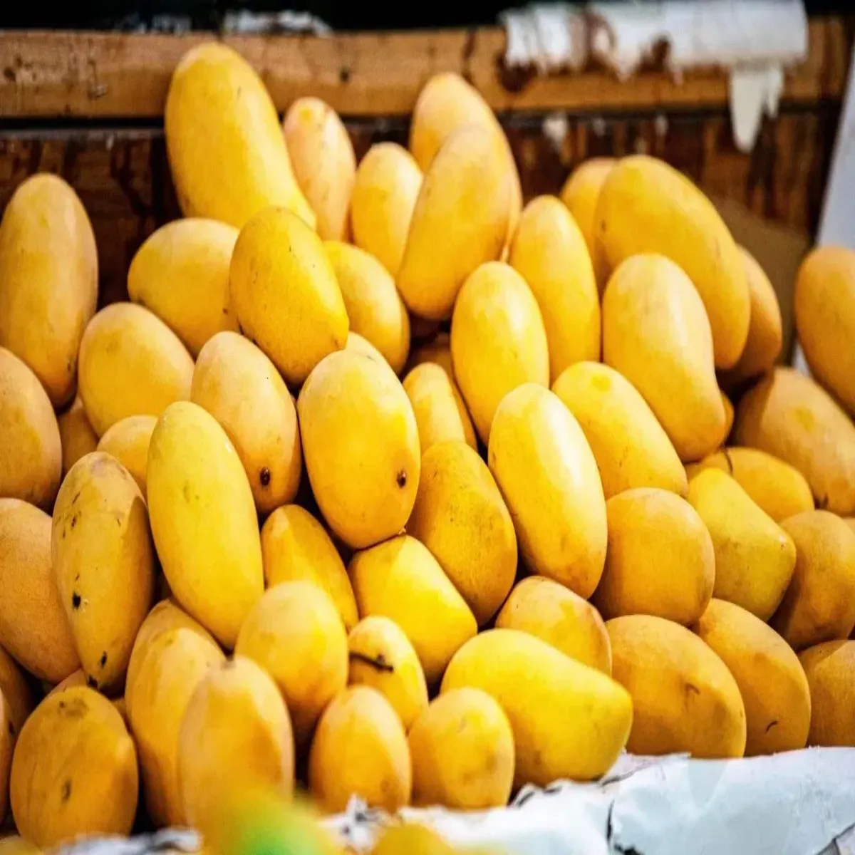 Mango Import Mango Import Nepal Men