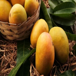 nepal denies indian mango ban