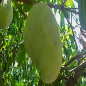 noorjahan mango alirajpur rare variety