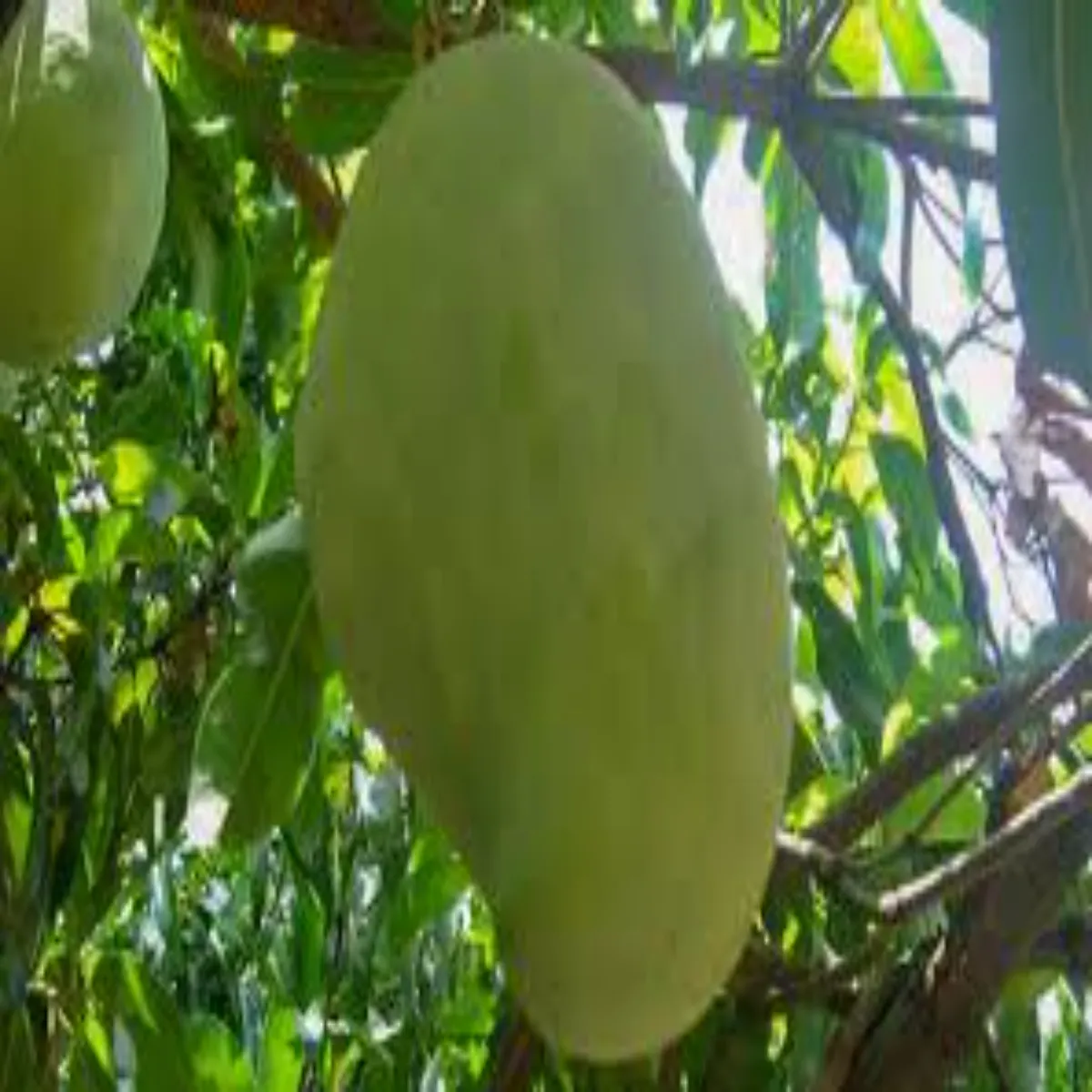 Noorjahanmango Noorjahanmango Aakar Svad Khas Alirajpur