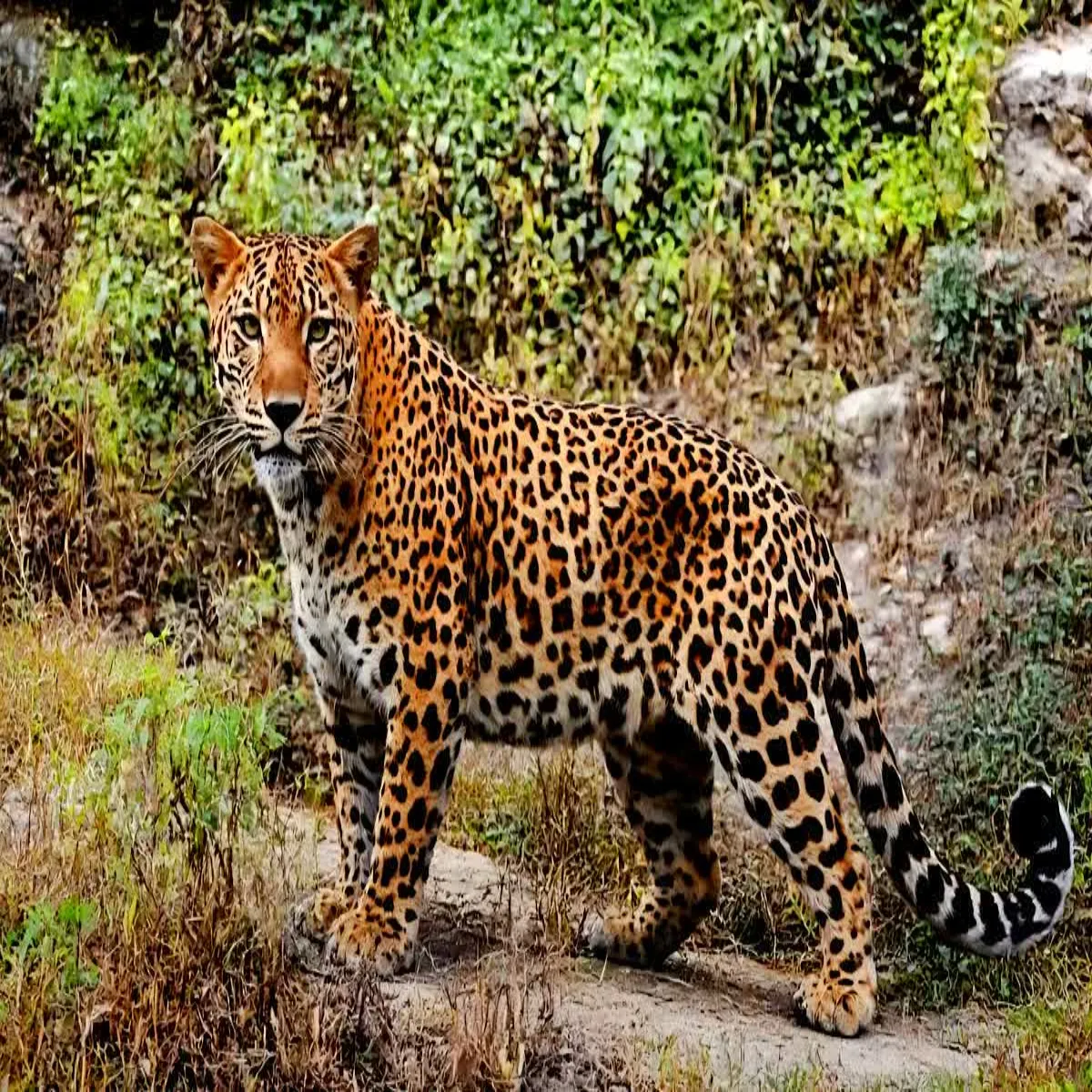 Leopardattack Leopardattack Paudi Men Mhila Maut