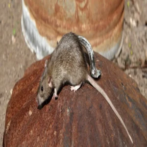 rat control monsoon home remedy