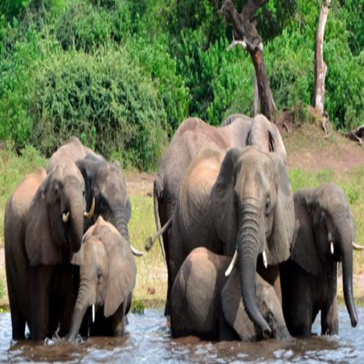 Elephantresearch Elephantresearch Uttrakhnd Men Hathiyon Smuhon