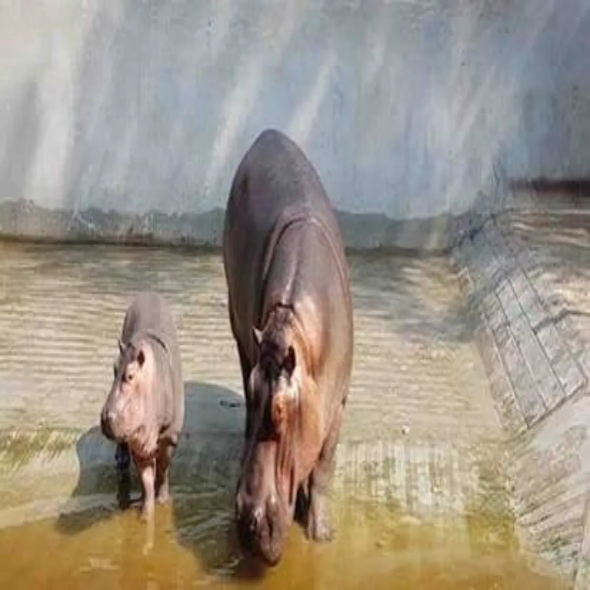Wildlife Wildlife Kanpur Indaur Jaega Driyaee