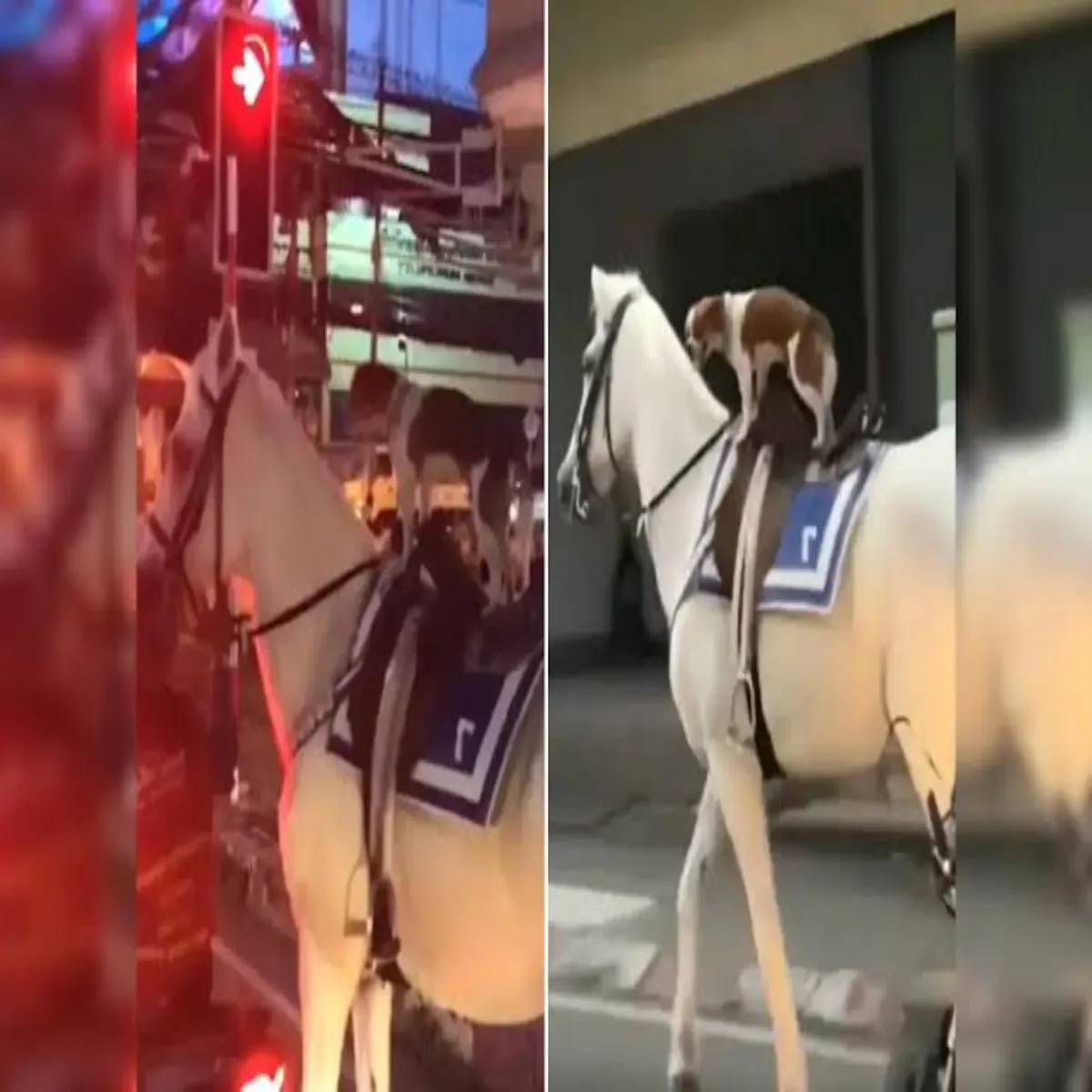 Animalvideo Animalvideo Ghode Svari Krta Dikha