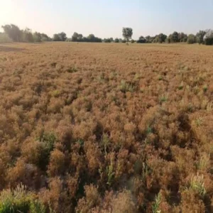 crop damage kushinagar rain survey