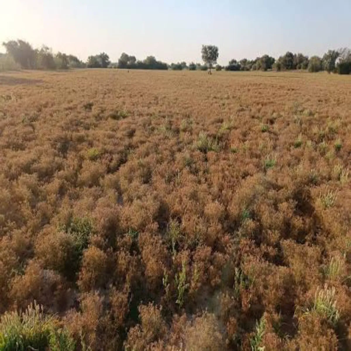Cropdamage Cropdamage Jlbhrav Dhan Phsl Prbhavit