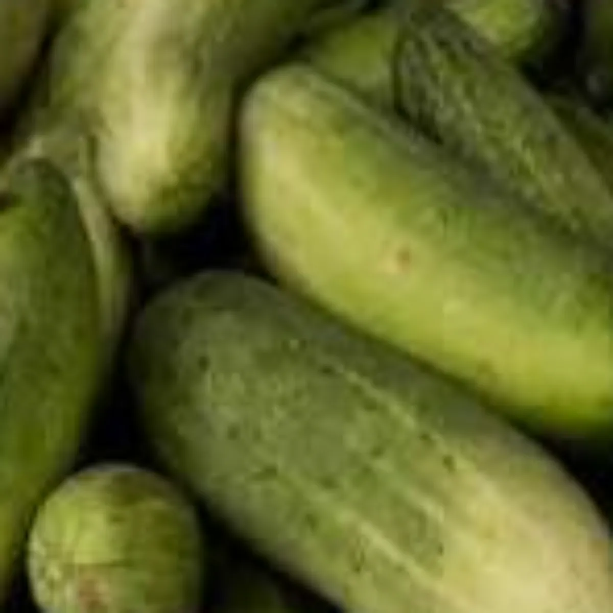 Cucumber Cucumber Janen Kdve Khire Svad