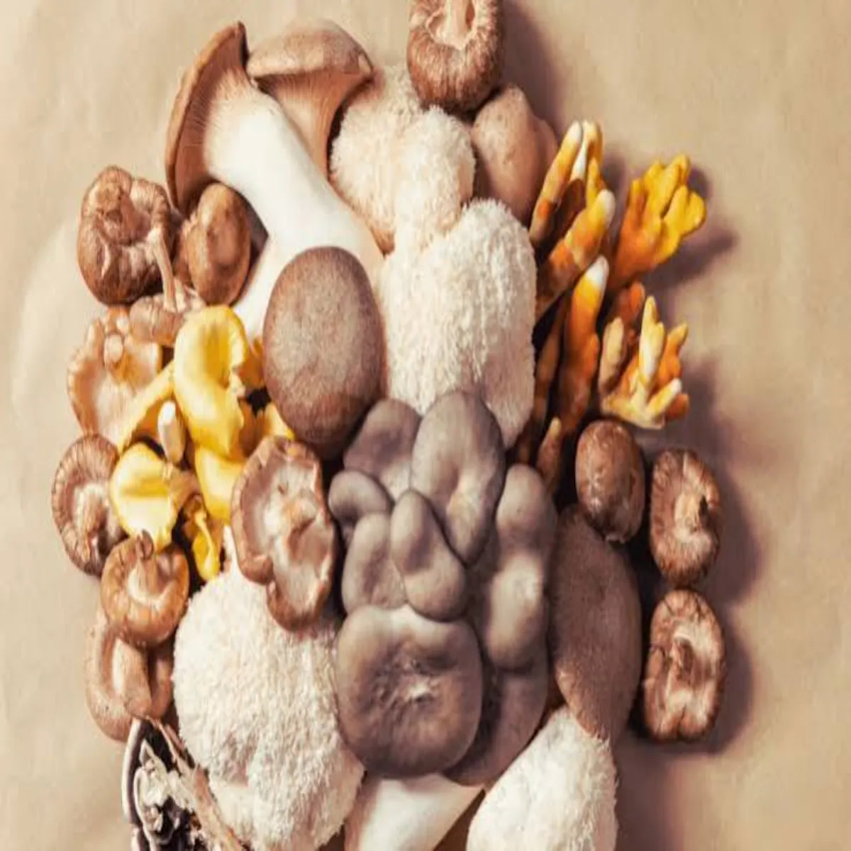 Mushroomtips Mushroomtips Taja Mshrum Khridne Phle
