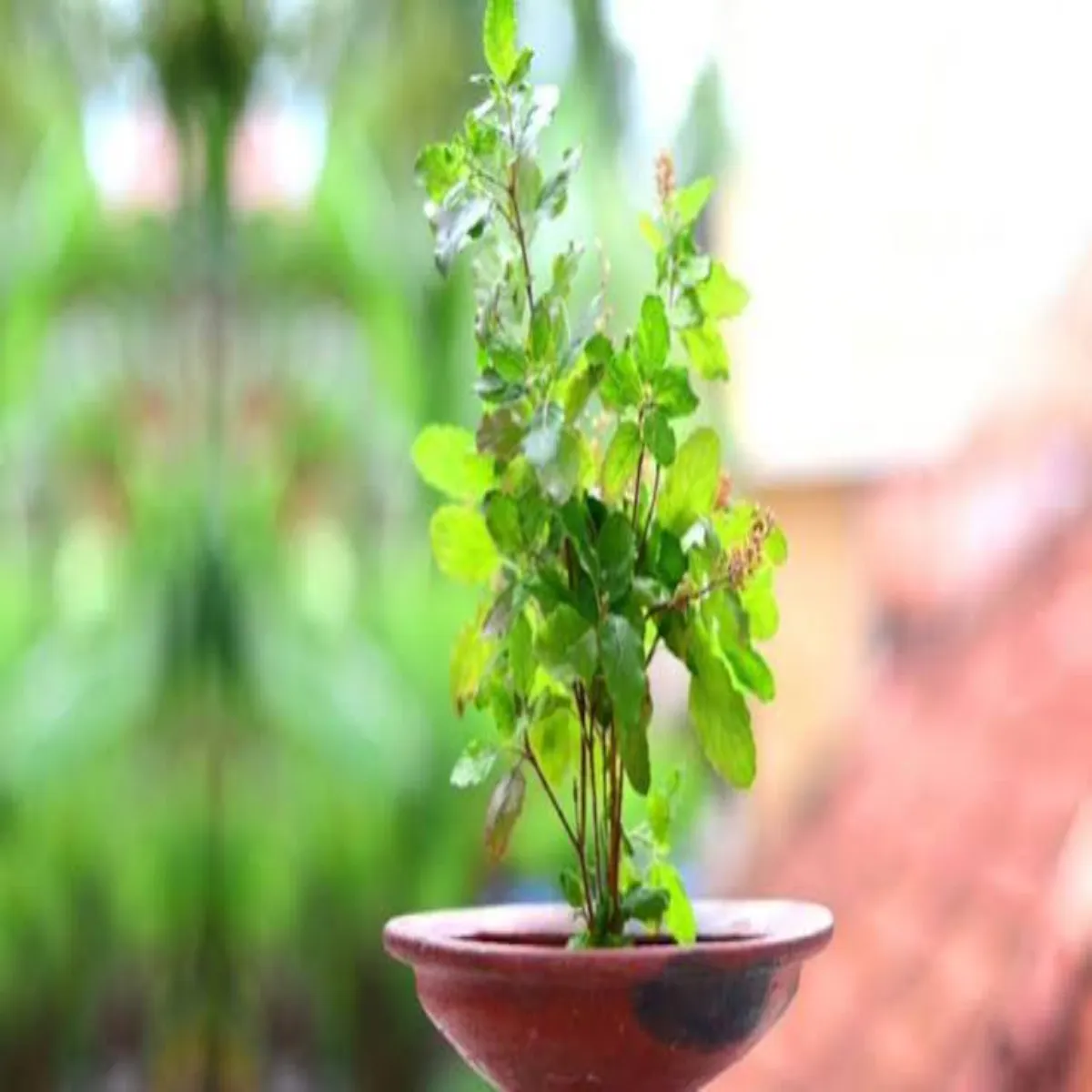 Gardeningtips Gardeningtips Janen Brsat Men Tulsi