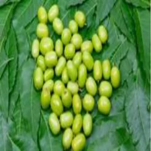 health neem fruit benefits guide
