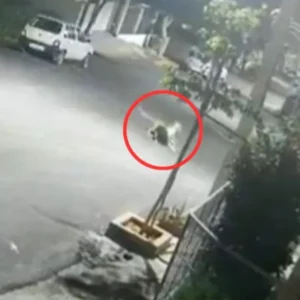 leopard dog road video