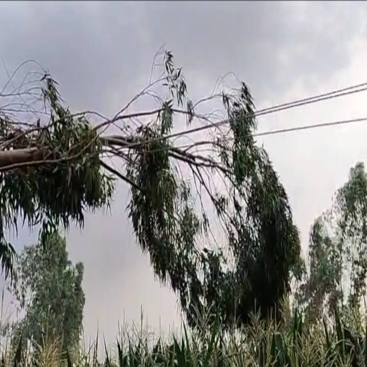Weather Weather Tej Barish Aandhi Lkhnoo