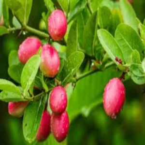 nutrition karonda health benefits