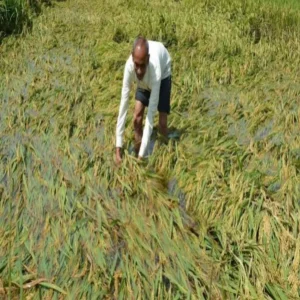 paddy crop waterlogging rain