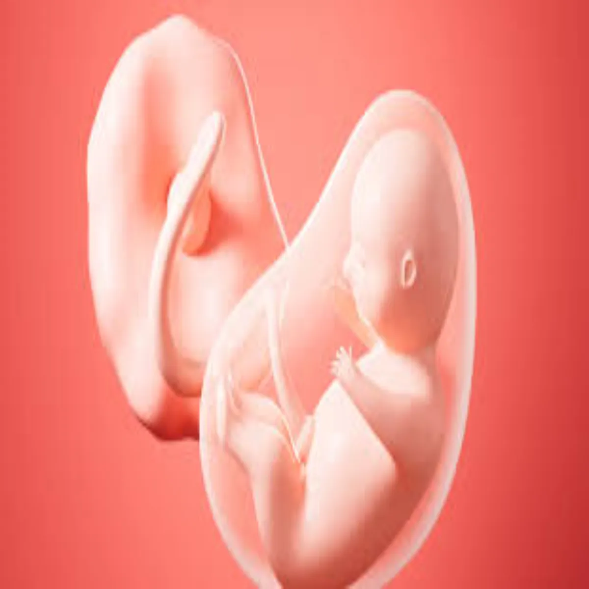 Placenta 500 Placenta Pakistan Men Manv