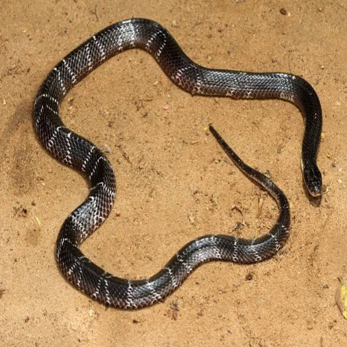 Snakebite Snakebite Lgatar Barish Bich Srpdnsh