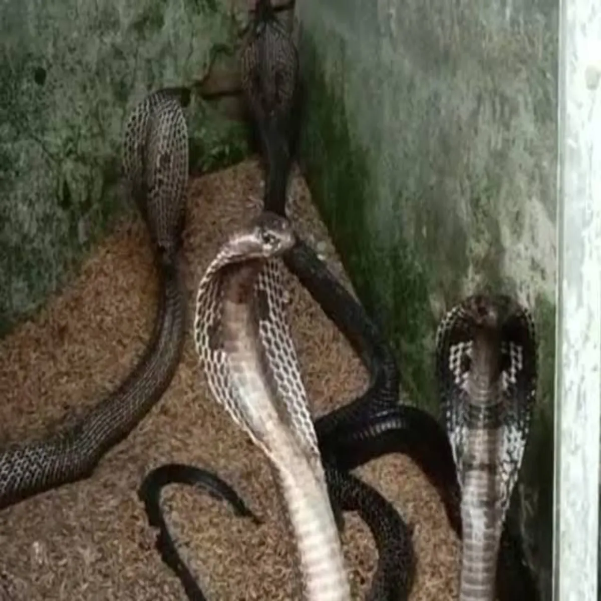 Snakebite Snakebite Yupi Men Srpdnsh Ghtnaon
