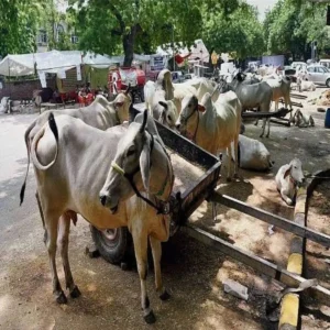 tamilnadu cowslaughter sc challenge